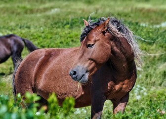 Closeup of wild Sable Island Horse in the pasture