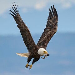 Selective focus shot of a powerful bald eagle with a fish in its beak flying in the sky