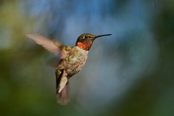 Obraz na płótnie Canvas Selective of ruby-throated hummingbird (Archilochus colubris) in flight