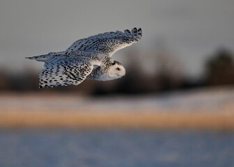 Beautiful snowy owl in flight over a sea at sunset on a winter day