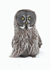 Vertical closeup of a beautiful great gray owl with huge yellow eyes glowing in a snowy wilderness