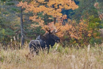 Obraz na płótnie Canvas Moose in a beautiful field surrounded by colorful trees in Canada in the autumn