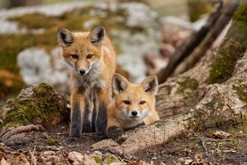 Two little foxes resting in the forest