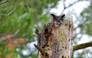 Closeup shot of a Great Horned Owl perched on a damaged tree in the forest