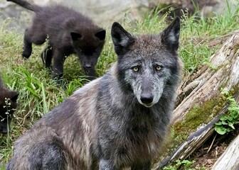 Obraz premium Portrait of a black wolf in the forest in Ottawa, Canada