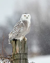 Photo sur Plexiglas Harfang des neiges Vertical shot of a beautiful snowy owl perched on a tree trunk