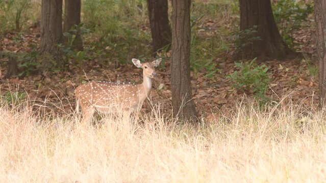 A spotted deer also known as Chital scans the forest for any threats in the middle of Bandhavgarh National Park during a wildlife safari during hot summer day