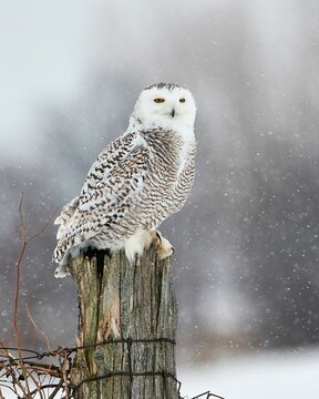 Vertical shot of a beautiful snowy owl perched on a tree trunk
