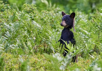 Black bear cub in the bushes at daytime © Joewilson/Wirestock Creators