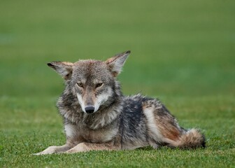 Closeup shot of a Coyote sitting on the grass found in the wild