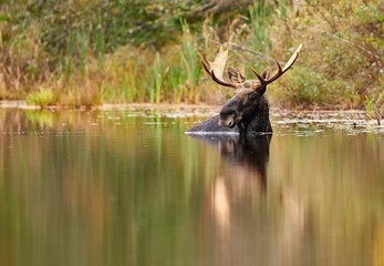 Moose swimming in the water with antlers on its head