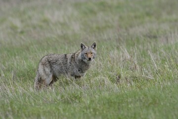Naklejka premium Coyote standing in a field of grass looking at the camera