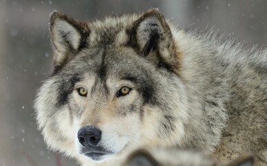 Close-up of a timberwolf looking at the camera in the snow