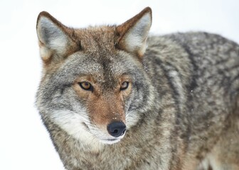 Naklejka na ściany i meble Closeup shot of a Coyote found roaming around in the wild