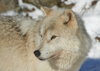 Obraz premium Scenic view of a wild arctic wolf found roaming around in the woods