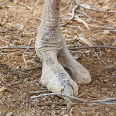 Straußenfuß oder Dinosaurierfuß