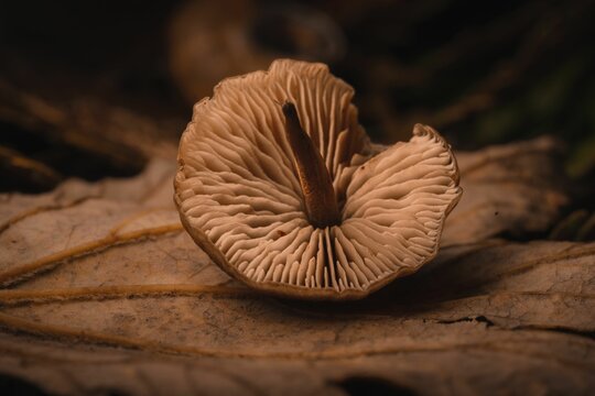 Close-up shot of a gymnopus mushroom on an autumn golden leaf