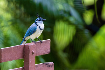 white-throated magpie-jay