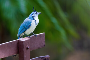 white-throated magpie-jay