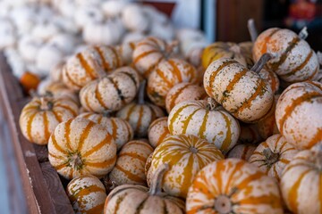 Closeup of small orange and white pumpkins against blurred background