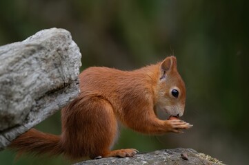 Shallow focus shot of a Red Squirrel in the wild