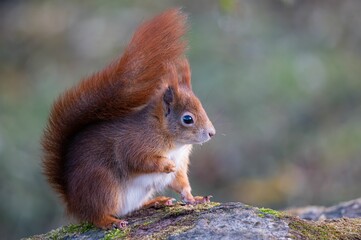 Shallow focus shot of a Red Squirrel in the wild