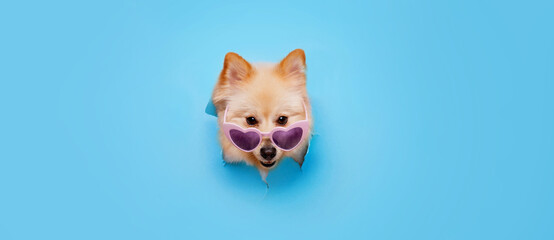 Smiling dog in funny glasses on trendy blue background. Lovely puppy of pomeranian spitz climbs out of hole in colored background. Free space for text.