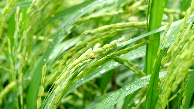 beautiful images of rice fields. Rice field and raining.