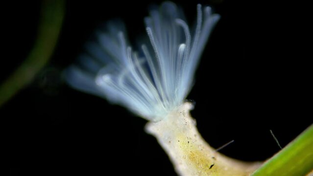 Freshwater bryozoans under microscope, Class Phylactolaemata, Order Plumatellida. Filter feeders. Similar to worms in Sabellida family