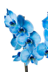 blue orchid isolated on white