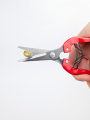 Obraz premium секатор