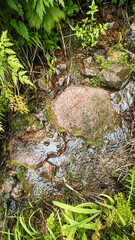 mountain river among rocks on a summer day