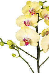 yellow orchid isolated on white