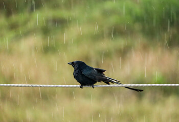 A Black Drongo sitting on the electric wire drenching in stormy rain drizzle...