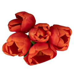 red tulip