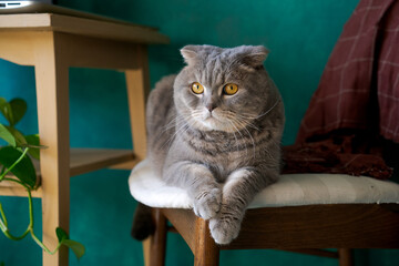 Beautiful gray cat lying on a soft chair, British Shorthair cat, adorable and funny pet against a green wall