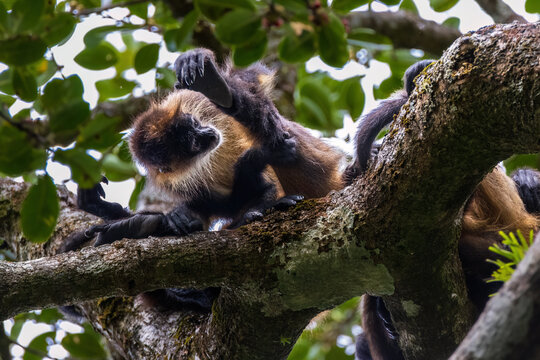 Spidermonkey