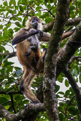 Spidermonkey