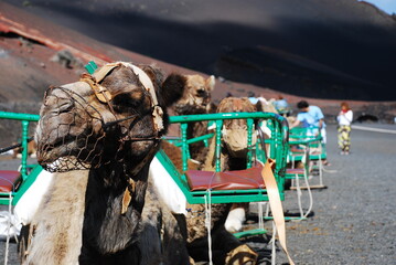 Camels are sitting and waiting for tourists to ride 