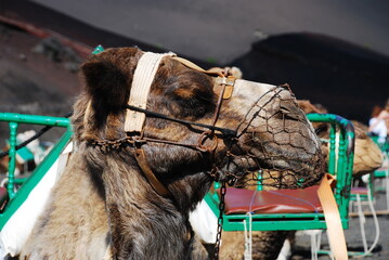 Camel is restricted by harness