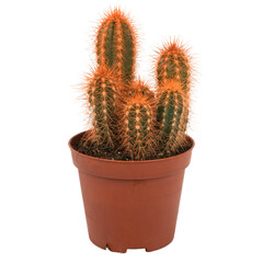 cactus in a pot