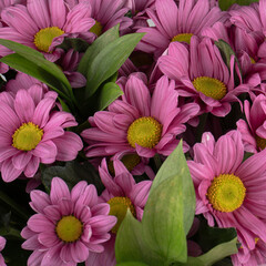 Obraz premium pink and purple flowers