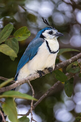 White-throated Magpie-Jay