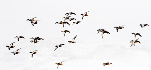  flock of birds flying in sky 
