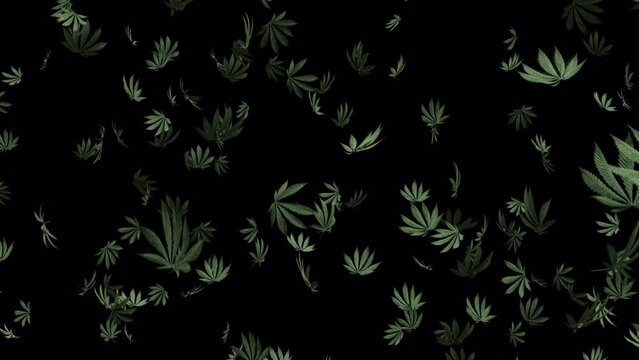 Stoner Day animation weed leaf 3d vj loop background trippy cannabis leaves falling down smoking ganja getting high pattern 4k art