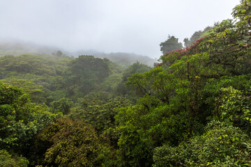 Fototapeta na wymiar Rainforest 