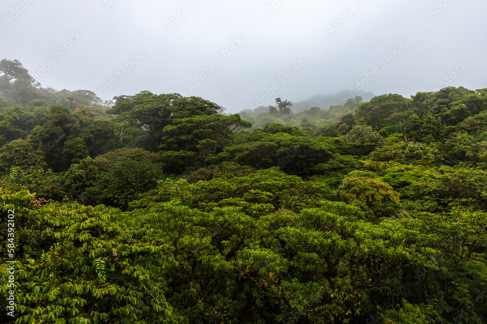 Canvas Prints Rainforest
