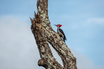 woodpecker on tree