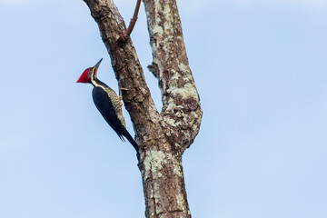 Pica pau cabeça vermelha