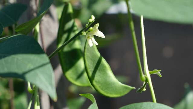 Phaseolus on the vine. Images lima bean.